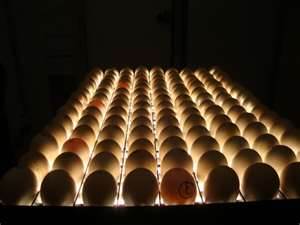 انتخاب تخم نطفه دار مناسب برای جوجه کشی
