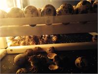 داخل دستگاه