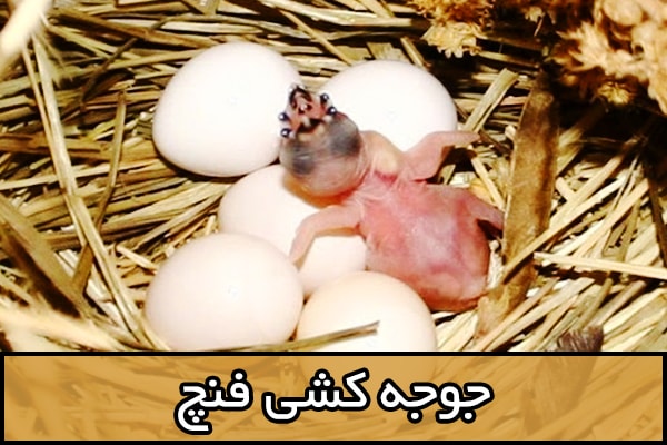 فنچ