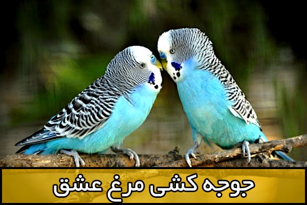 عروس