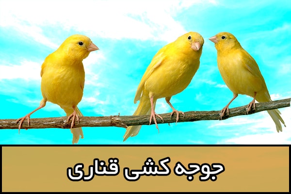 قناری