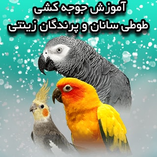 طوطی