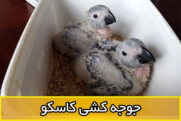 کاسکو