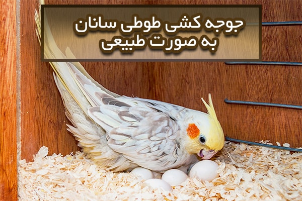 طوطی سانان