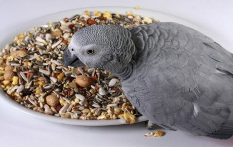 غذای کاسکو