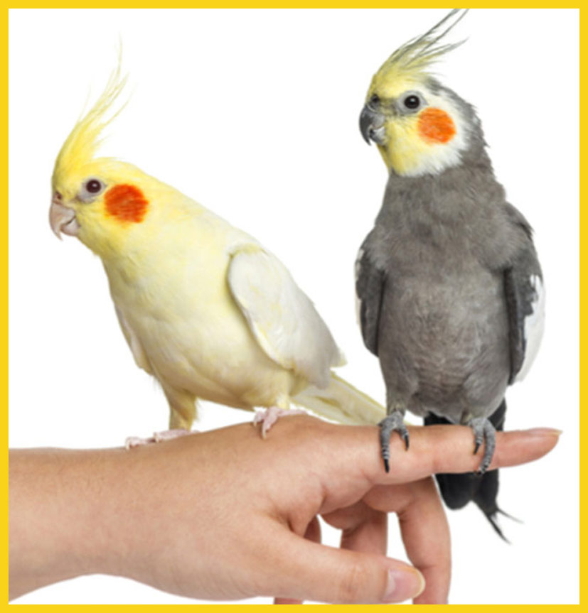 عروس هلندی