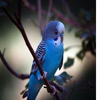 مرغ عشق