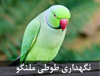 طوطی ملنگو