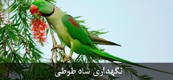 شاه طوطی