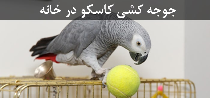 کاسکو با توپ