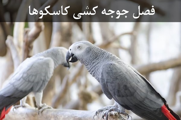 فصل جوجه کشی کاسکو