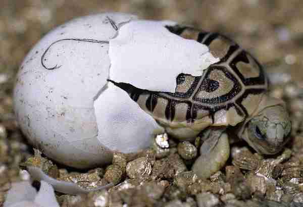 جوجه کشی لاک پشت