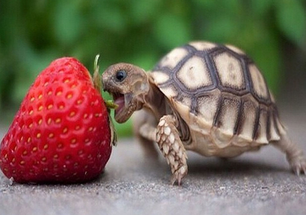 غذای لاک پشت