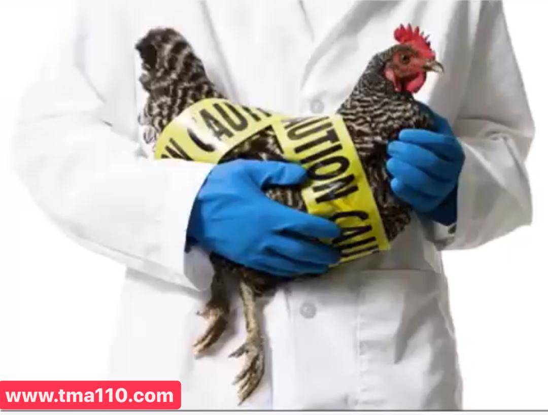 بیماری طیور