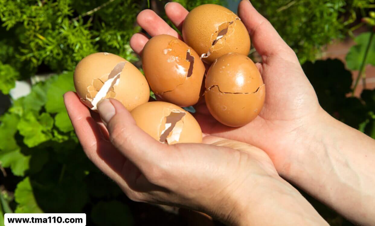 پوسته تخم مرغ