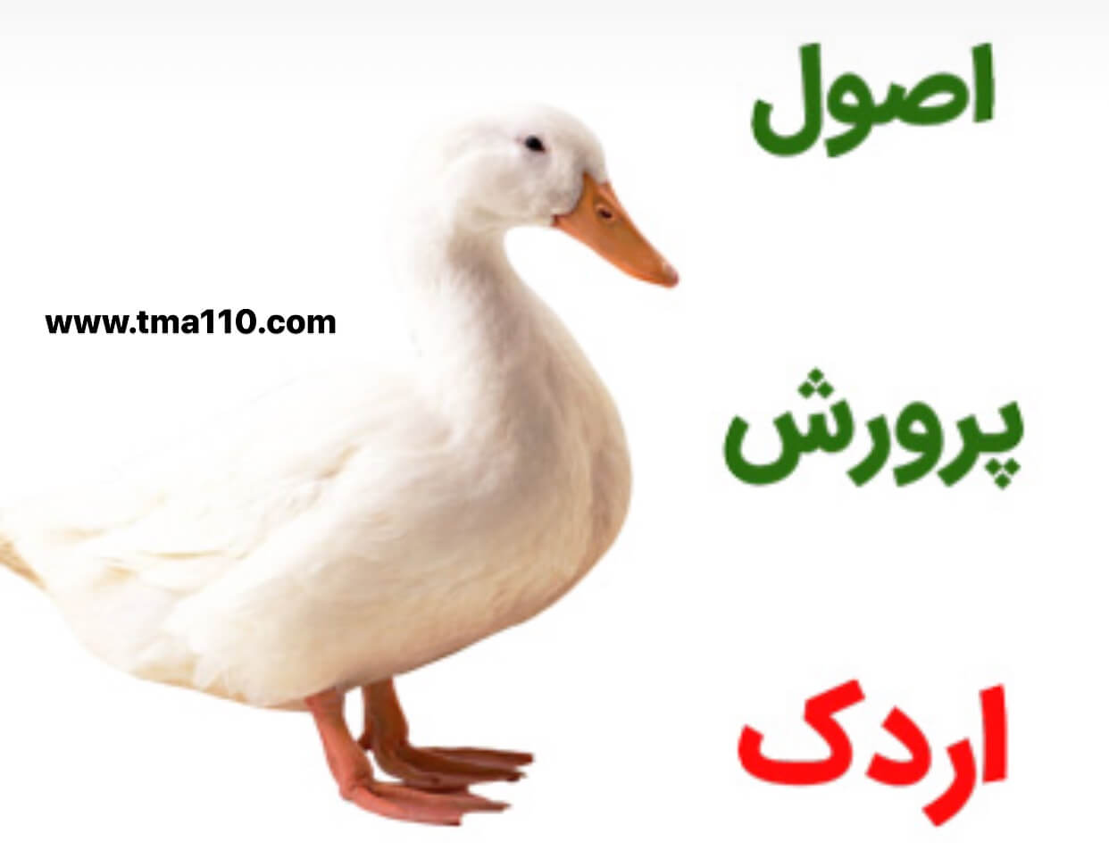 جوجه کشی اردک