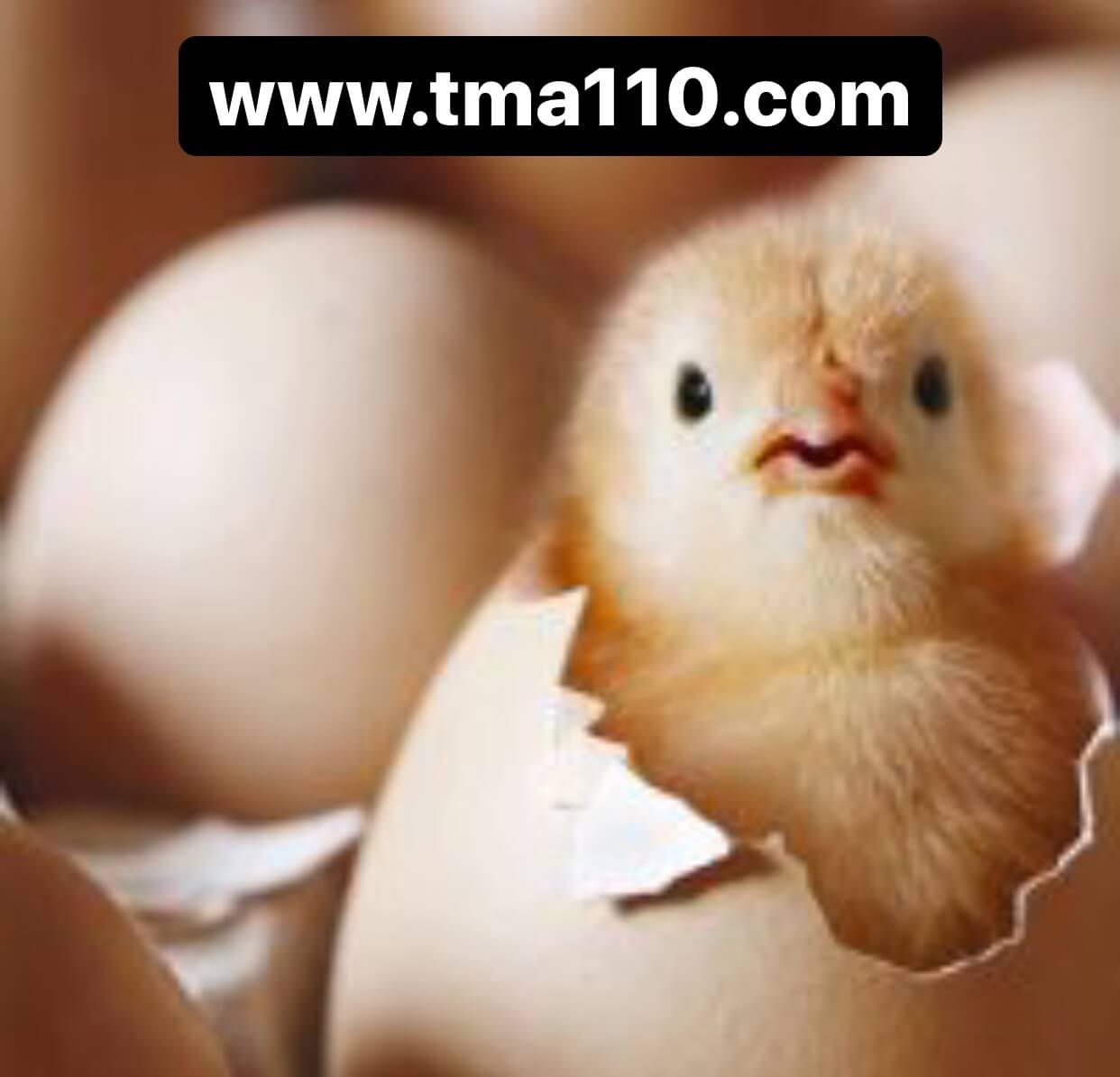 عوامل کاهش جوجه آوری