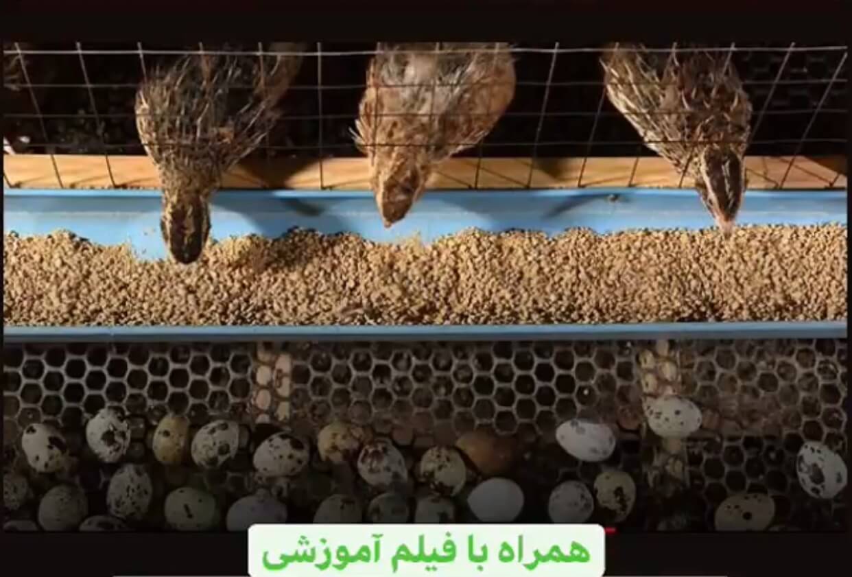 سالن تجهیزات و نگه داری بلدرچین