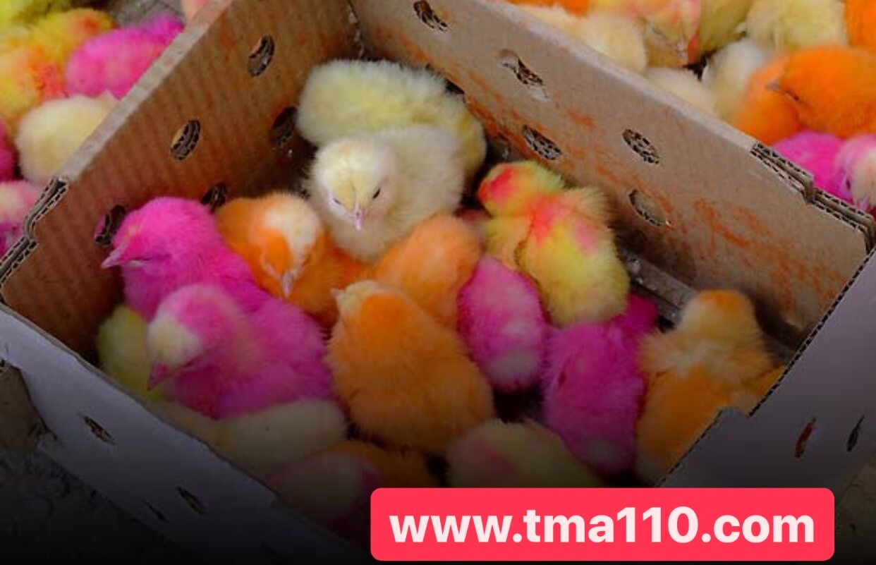 سود جوجه کشی