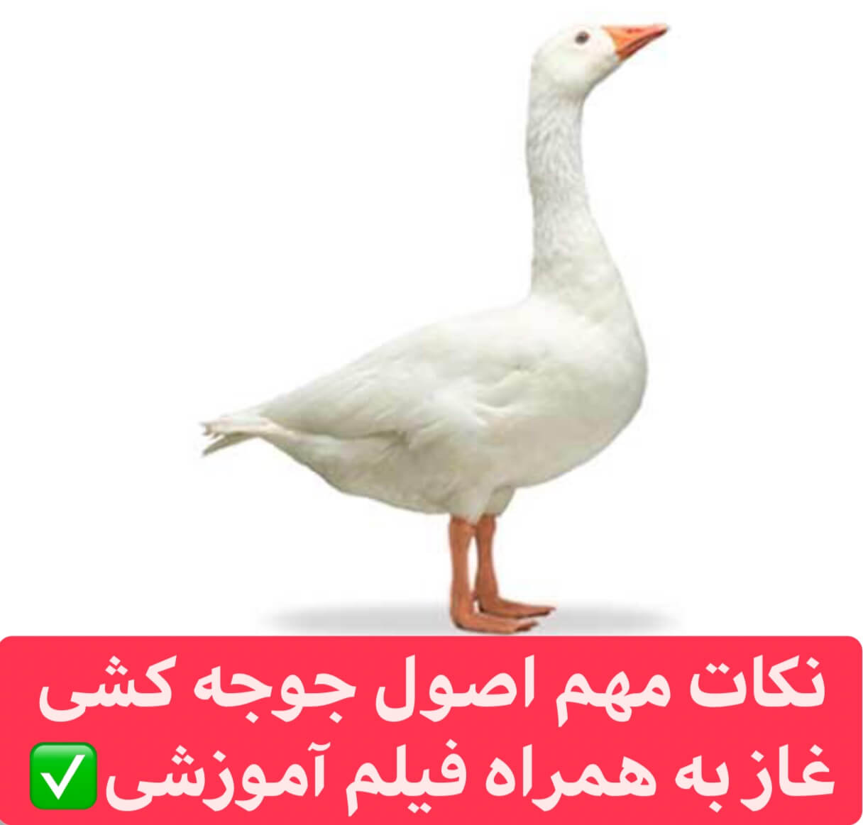 جوجه کشی غاز