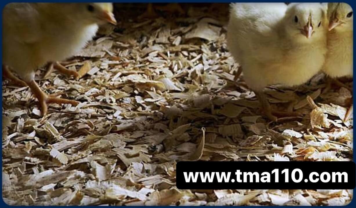 بستر پرورش مرغ