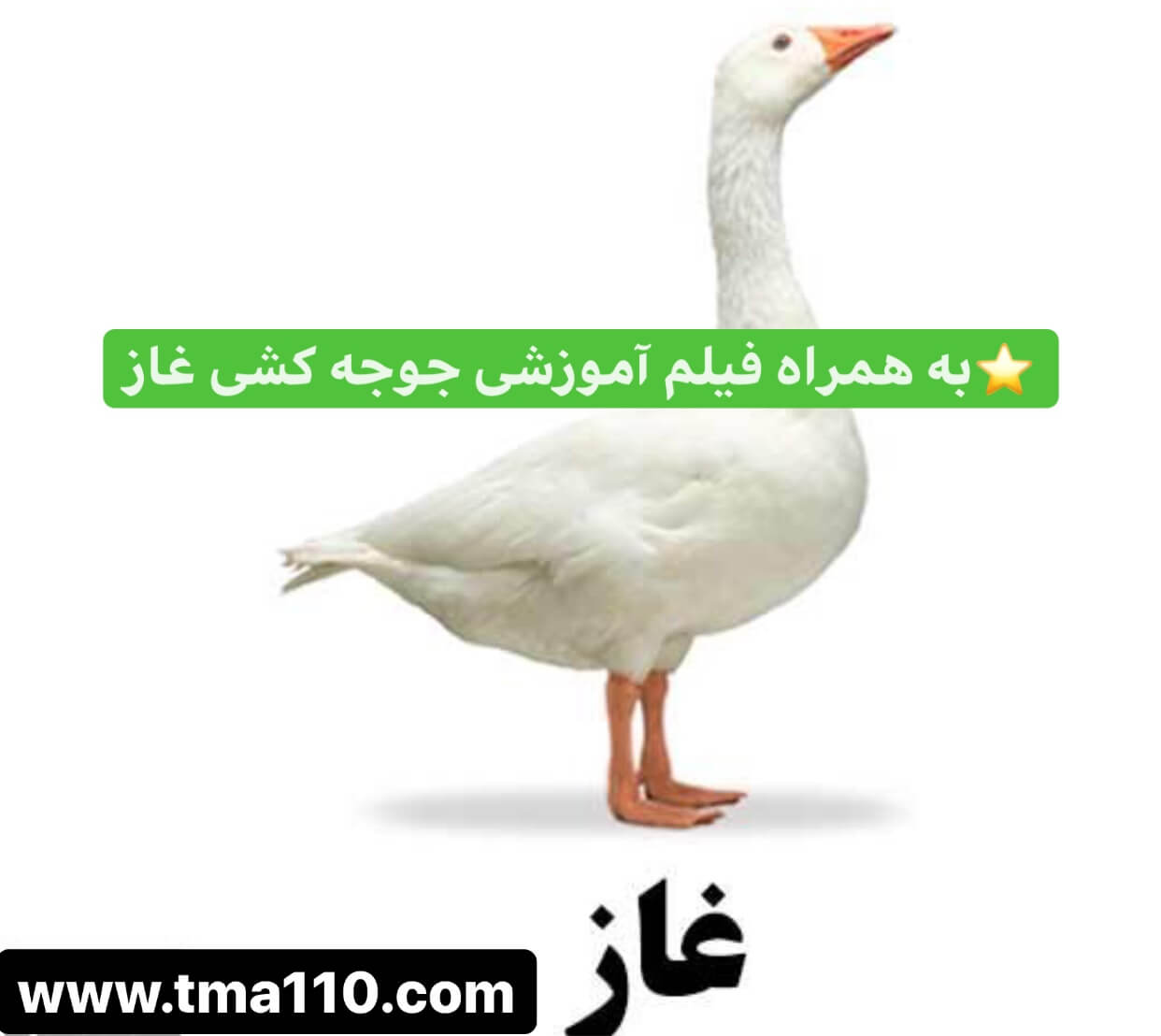 نکات جوجه کشی غاز