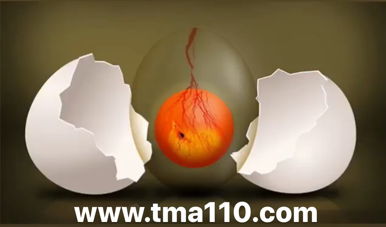 نطفه دار کردن تخم