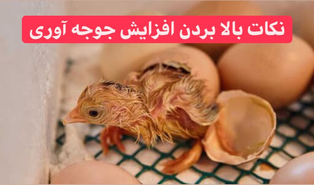 نکات افزایش جوجه آوری