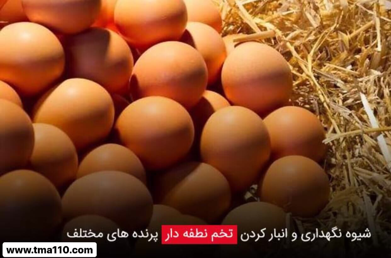 نگهداری تخم نطفه دار