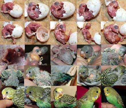 مراحل رشد جنین مرغ عشق