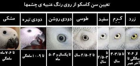 تشخیص سن کاسکو