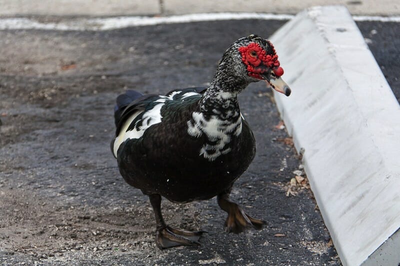 اردک مسکویی