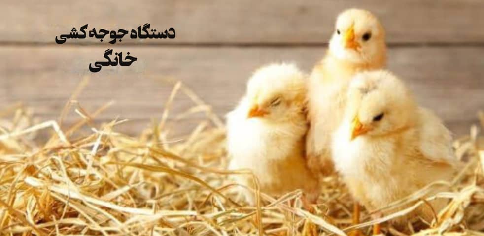 جوجه کشی خانگی کوچک