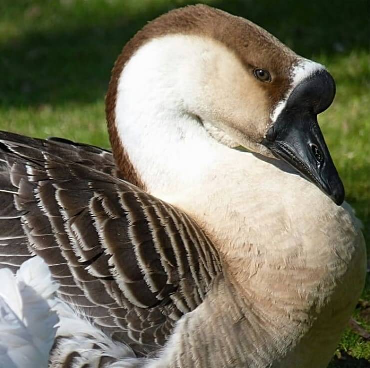 معرفی نژاد قوغاز