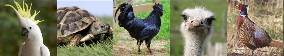 چرا دستگاه جوجه کشی