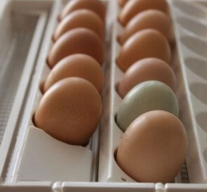 نقش چرخش در دستگاه جوجه کشی