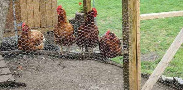 پرورش مرغ بومی در مرتع آزاد