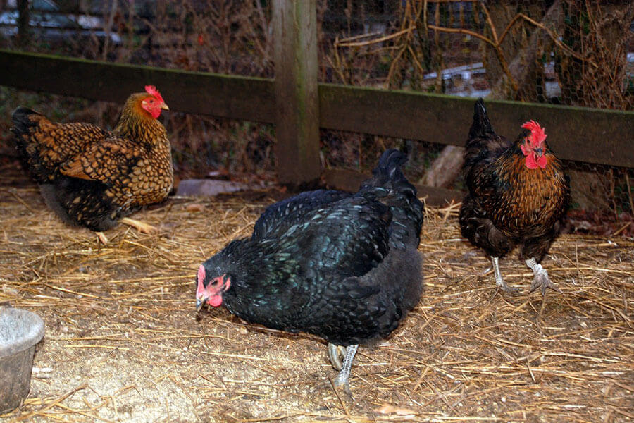 نگهداری مرغ بومی