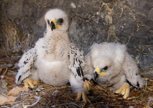 نگهداری جوجه عقاب