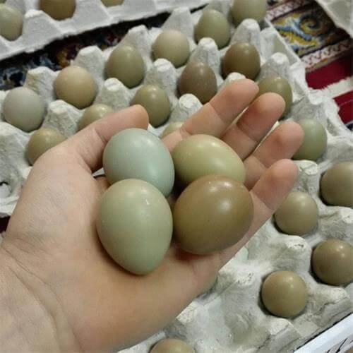 اندازه تخم قرقاول
