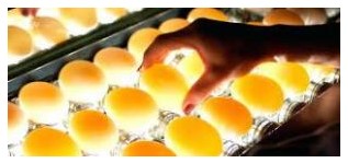 دستگاه نطفه سنج شانه ای