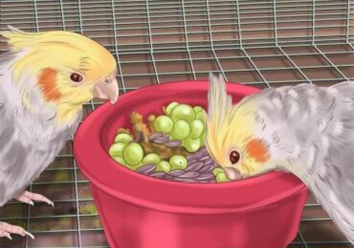 غذای عروس هلندی