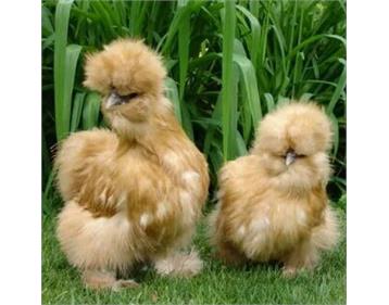 مرغ ابریشمی