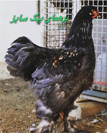 پرندگان زینتی8