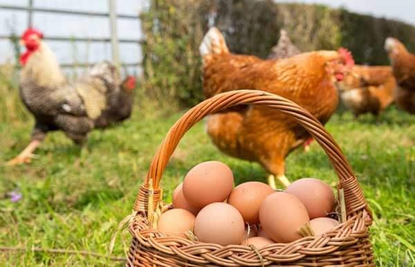پرورش مرغ بومی تخمگذار در منزل و باغ + نکات طلایی نگهداری مرغ