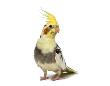 پرورش عروس هلندی