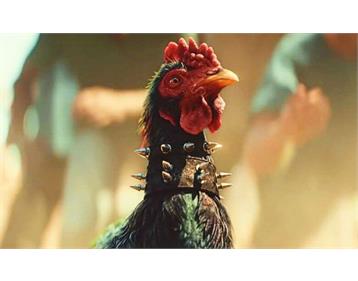 نگهداری و پرورش خروس لاری