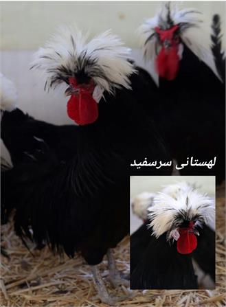 پرندگان زینتی1