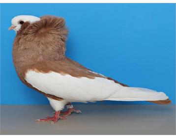 پرورش کبوتر