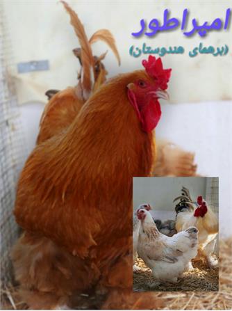 پرندگان زینتی